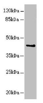 RFPL2 Antibody in Western Blot (WB)