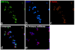 ZNF313 Antibody in Immunocytochemistry (ICC/IF)