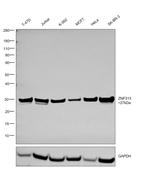 ZNF313 Antibody in Western Blot (WB)