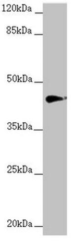 RNF13 Antibody in Western Blot (WB)
