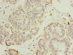 RNF26 Antibody in Immunohistochemistry (Paraffin) (IHC (P))