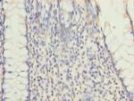 RNF26 Antibody in Immunohistochemistry (Paraffin) (IHC (P))