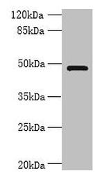 RNF26 Antibody in Western Blot (WB)