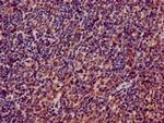 RPL4 Antibody in Immunohistochemistry (Paraffin) (IHC (P))
