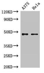 RPL4 Antibody in Western Blot (WB)