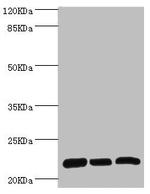 RPL9 Antibody in Western Blot (WB)