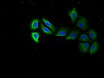 RPS15 Polyclonal Antibody