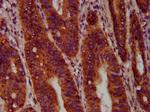 SEC14L2 Antibody in Immunohistochemistry (Paraffin) (IHC (P))
