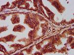 SEC14L2 Antibody in Immunohistochemistry (Paraffin) (IHC (P))
