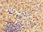 SERPINA6 Antibody in Immunohistochemistry (Paraffin) (IHC (P))