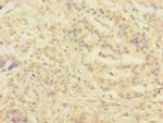 SERPINB6 Polyclonal Antibody