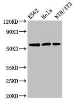 SESN1 Antibody in Western Blot (WB)