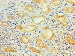 SRSF4 Antibody in Immunohistochemistry (Paraffin) (IHC (P))