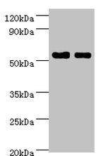 SHMT1 Antibody in Western Blot (WB)