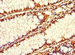 SIRPB1 Antibody in Immunohistochemistry (Paraffin) (IHC (P))