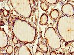 SIRPB1 Antibody in Immunohistochemistry (Paraffin) (IHC (P))