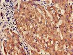 P3 Antibody in Immunohistochemistry (Paraffin) (IHC (P))
