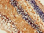 SLC16A8 Antibody in Immunohistochemistry (Paraffin) (IHC (P))