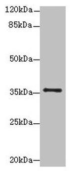 SLC35B1 Polyclonal Antibody