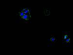 TAUT Antibody in Immunocytochemistry (ICC/IF)