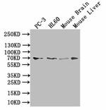 TAUT Antibody in Western Blot (WB)