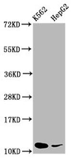 SNRPE Antibody in Western Blot (WB)
