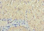 SOX14 Antibody in Immunohistochemistry (Paraffin) (IHC (P))