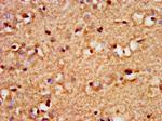 SOX3 Antibody in Immunohistochemistry (Paraffin) (IHC (P))
