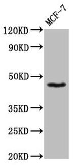 SOX3 Antibody in Western Blot (WB)