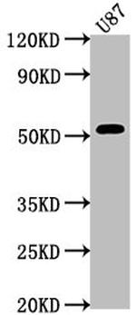 SRPX Antibody in Western Blot (WB)