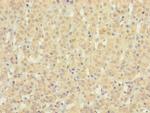 GPR91 Antibody in Immunohistochemistry (Paraffin) (IHC (P))