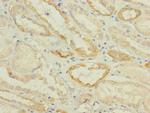 GPR91 Antibody in Immunohistochemistry (Paraffin) (IHC (P))