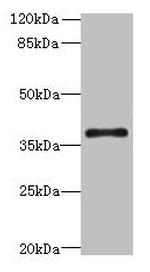 GPR91 Antibody in Western Blot (WB)