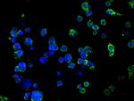 SUSD5 Polyclonal Antibody