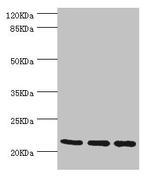 TAGLN2 Antibody in Western Blot (WB)