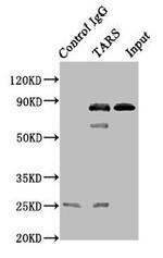 TARS Antibody in Western Blot (WB)