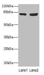 TARS Antibody in Western Blot (WB)