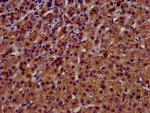 TMEM192 Antibody in Immunohistochemistry (Paraffin) (IHC (P))