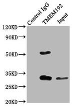 TMEM192 Antibody in Western Blot (WB)