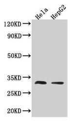 TMEM192 Antibody in Western Blot (WB)