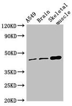 TMEM43 Antibody in Western Blot (WB)