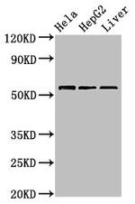 TOM1 Antibody in Western Blot (WB)