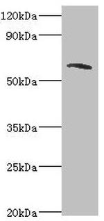 TOM70 Polyclonal Antibody