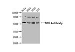 TOX Antibody in Western Blot (WB)