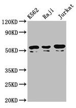 TOX2 Polyclonal Antibody