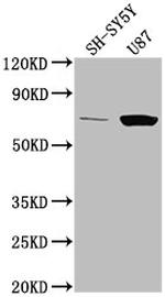 p73 Antibody in Western Blot (WB)