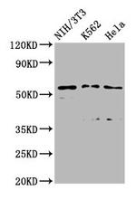 TTC26 Polyclonal Antibody