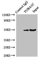TUBA1C Antibody in Western Blot (WB)