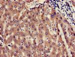 UBE2V2 Antibody in Immunohistochemistry (Paraffin) (IHC (P))
