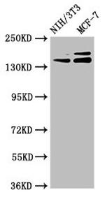 UMODL1 Antibody in Western Blot (WB)